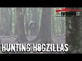 Hunting HOGZILLAS in East Tennessee!