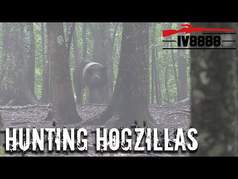 Hunting HOGZILLAS in East Tennessee!