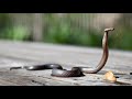 2 Hours Snake Sound Effect Hissing 