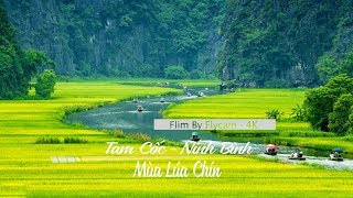 Tam Cốc - Bích Động - Ninh Bình - Mùa Lúa Chín Vàng