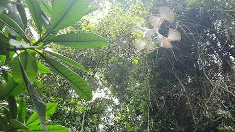 Drone Mapping of Forest Tree Species