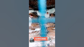 java Bird #shorts #youtubeshorts #Bird