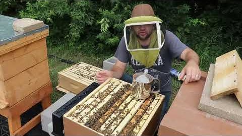 Powered Sugar Varroa Mite Treatment