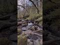 Riverside walk #4k #nature #derry #walking #forest #river #riverwalk #summer
