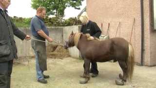 Rehomed Pony Haggis now thriving after terrible neglect
