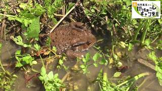 田んぼの溝を掃除していたらヒキガエルが出てきました！