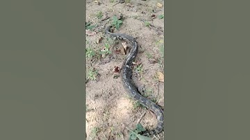 Indian rock python#snakerescueteam #snake #savesnake #snakesaver #snakesrescue #release video#