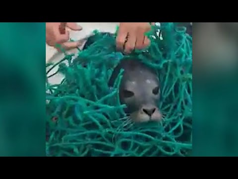 Video: Pet Scoop: Policija Shut Down Highway za spremanje štene, morska kornjača dobiva umjetne peraje