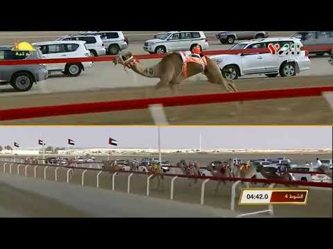 الشوط 4 شاهين ل علي راشد سعيد المري جائزة زايد الكبرى السبت 2019 11 30 الوثبة حقايق