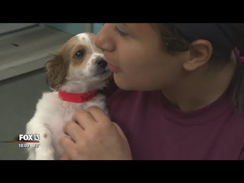 Video: Relawan yang Welas Asih Merayakan Empat Juli Dengan Menghibur Anak Anjing di Shelter