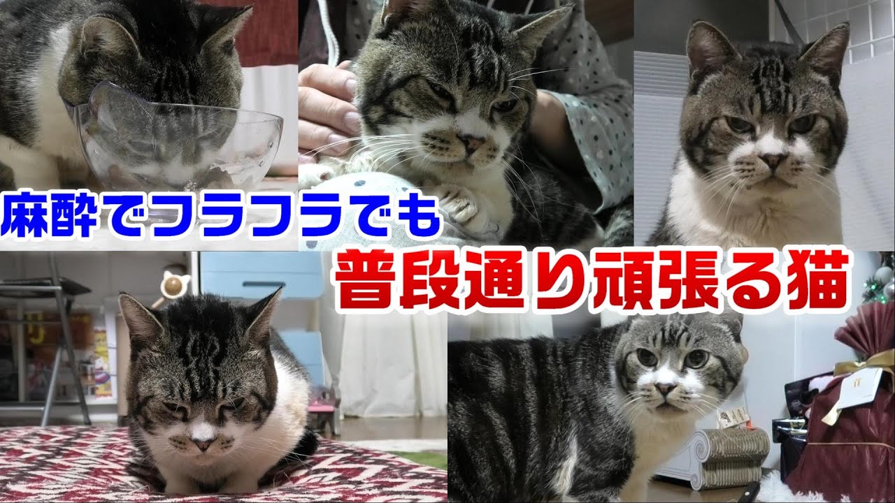 抜歯手術が終わり自宅に帰ってきた猫☆麻酔が残りふらふら出も普段通り