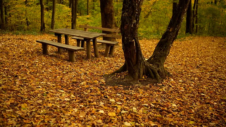 Autumn Leaves Video - Free Full HD Stock Footage