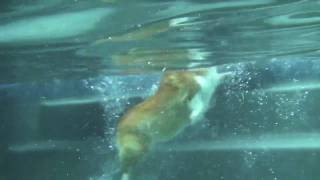Swimming Corgis!