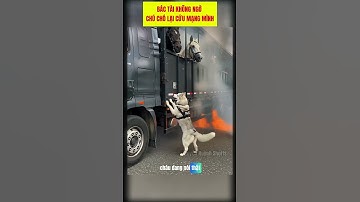 Khoảnh Khắc Sinh Tử Của Chú Chó Dũng Cảm #dogs