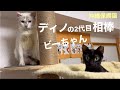 [元野良猫]#44 ぼろぼろガリガリだった元野良猫ディノと新しい相棒ビーちゃん保護から仲良くなるまで。[沖縄里親募集中]7匹の保護猫。