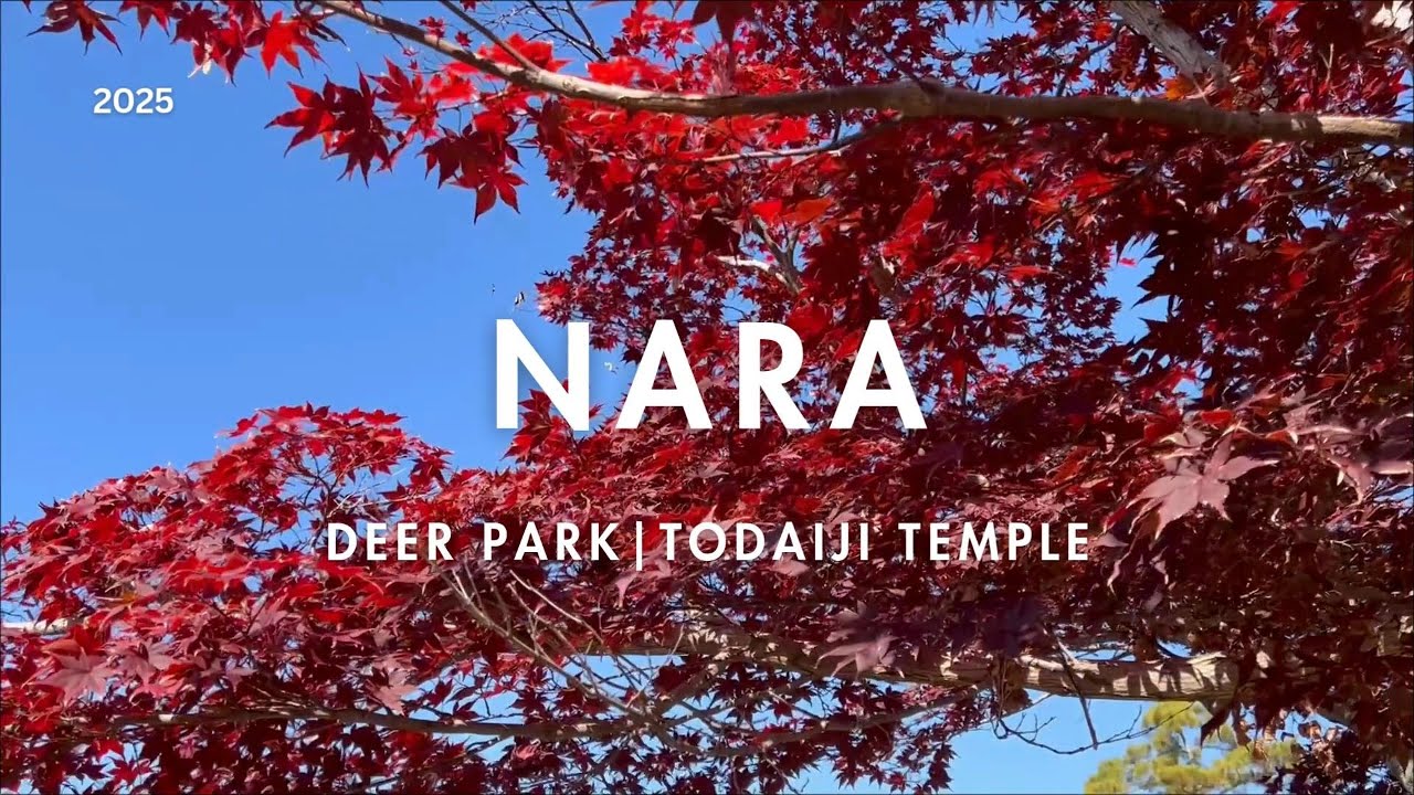 Nara Day Trip with Kids 🇯🇵 | Feeding Deer, Tōdai-ji & Gluten-Free Eats | November 30, 2025