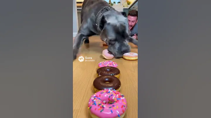 This Dog Loves Donuts So Much He Forgot About Fair Play 😂#DonutLover #FunnyPets #ViralShorts #ai
