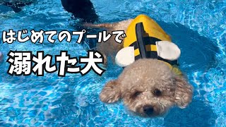 こんな犬見たことないwプールデビュー◎ドッグラン