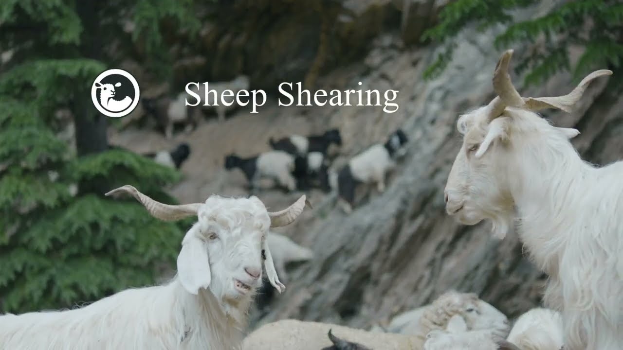 The art of Sheep Shearing | Baghori