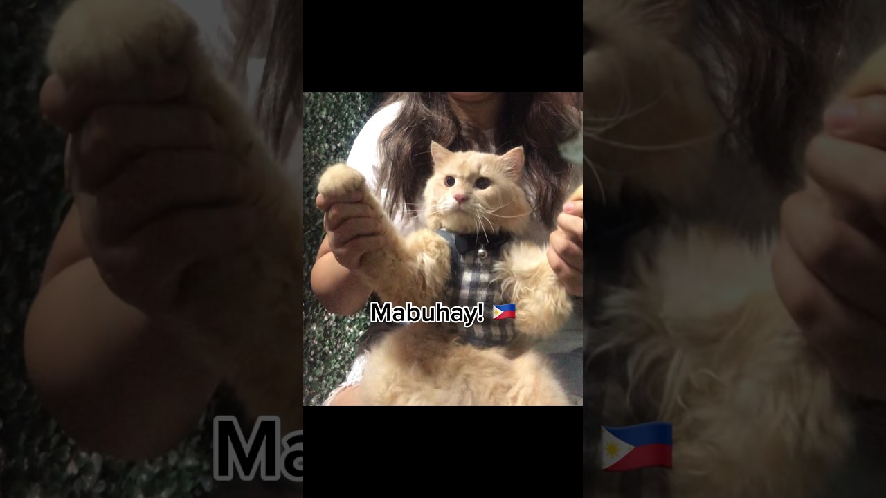 Hello, madlang people! Mabuhay! ~cat version 