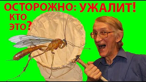 Оса Ужалила? Какой Наездник - Паразитоид Может Ужалить? Укол. Ужаление. Паразитизм.