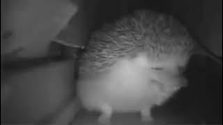 Kira The Hedgehog 🥶😳🥵