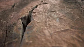 Beneath Your Feet – Mistaken Point Ecological Reserve, UNESCO World Heritage Site