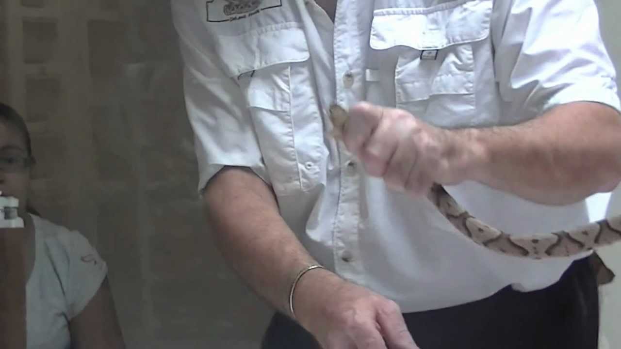 Southern Copperhead Snake Venom Extraction Agkistrodon Contortrix YouTube
