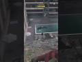 Dude wins the high dive dmz subscribe gaming shortlive callofduty cod