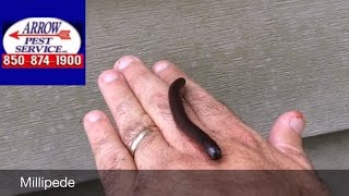 How to Get Rid of Millipedes Around Your Home, Panama City, FL - Arrow Pest Service