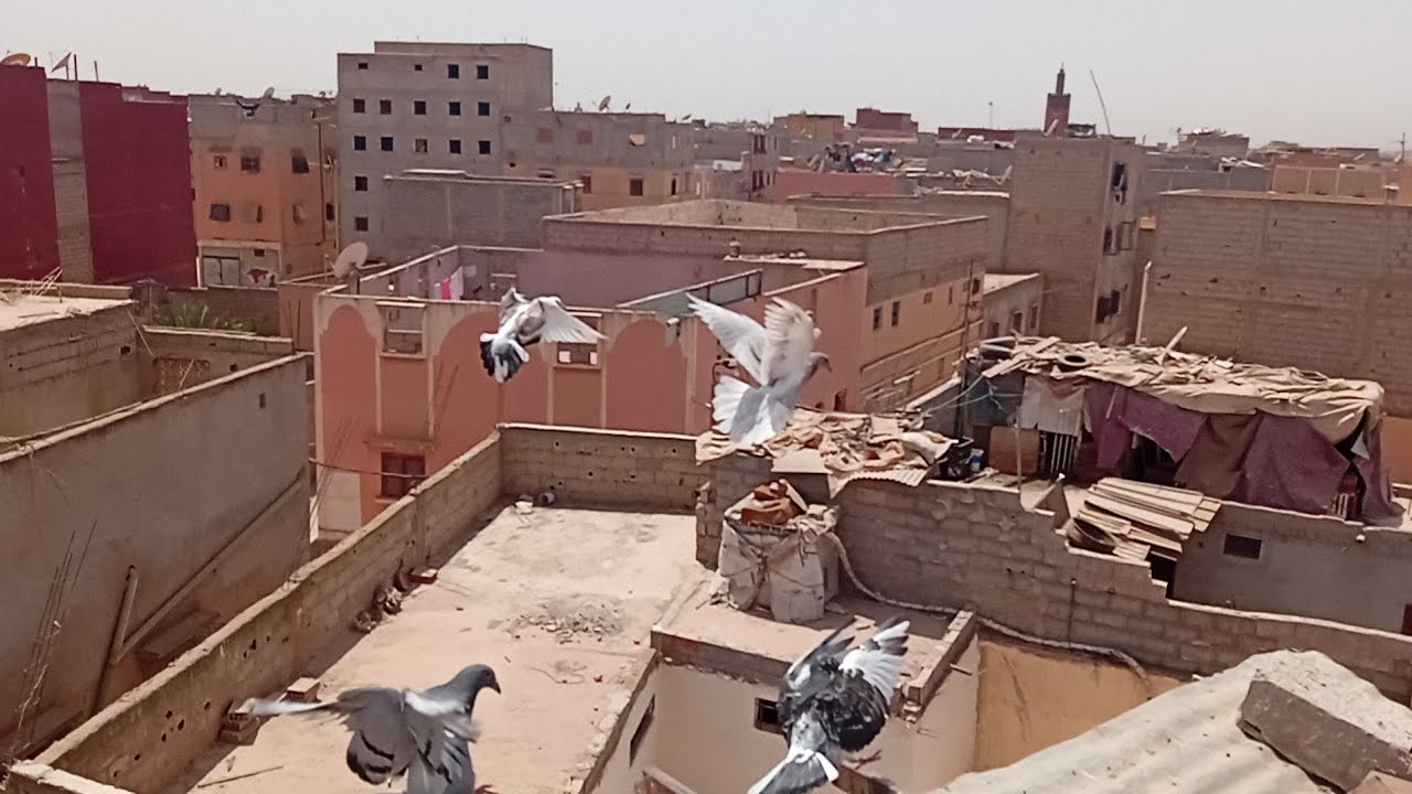 توليعه في الحمام الزجل