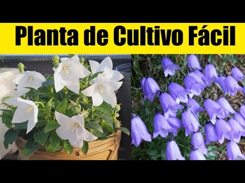 Campânula HIPER FLORIDA -  Você tem que ter no seu jardim - Dicas de Cultivo e adubação