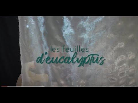 Vidéo: L'eucalyptus D'intérieur Est Parfumé Et Exigeant. Soins à Domicile. Photo