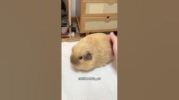 Thumbnail of How many speakers are there in the body of the guinea pig? Guinea pig. Cute pet debut plan. Dail