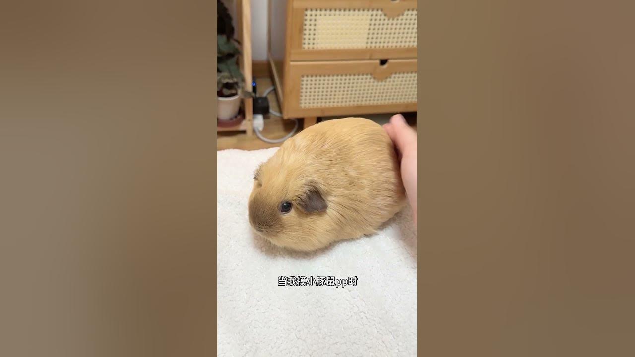 How many speakers are there in the body of the guinea pig? Guinea pig. Cute pet debut plan. Dail How many speakers are there in the body of the guinea pig? Guinea pig. Cute pet debut plan. Dail