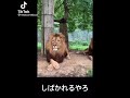 ライオンに喧嘩売った結果 この若者たちが強すぎるww