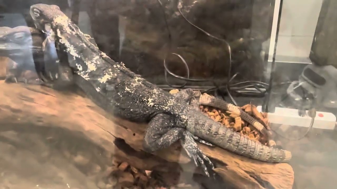 Lizard tank in Malaysian pet expo 2024