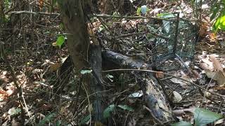 pikat burung murai batu medan ekor panjang