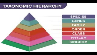 Nested Hierarchies with James Downard and Standing For Truth