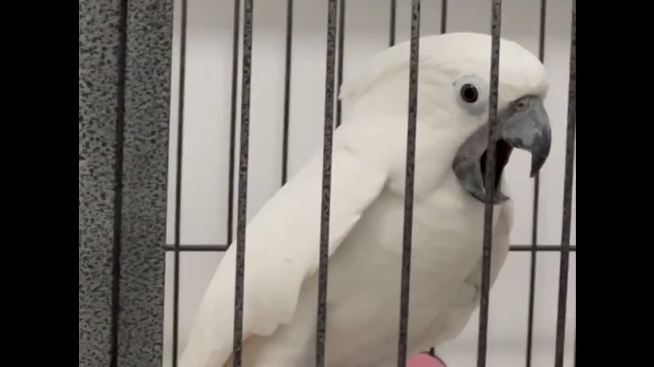 emotional cockatoo YouTube