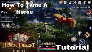 Black Desert Mobile - How To Tame A Horse Tutorial