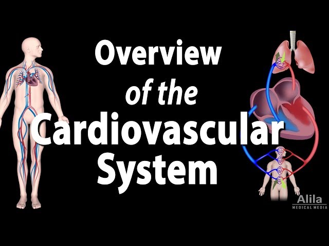 Cardiovascular System Overview, Animation class=