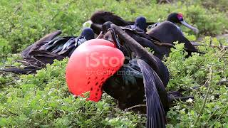 The Birds of Saint Lucia: A Visual Journey #animal2024 #wildlife