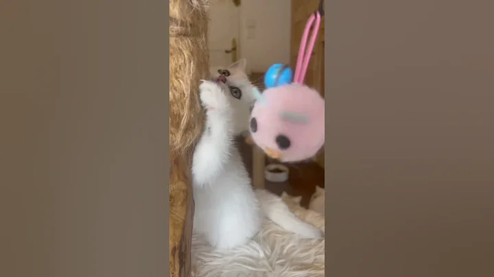 Watch the video about 🐾 Ayra — Femelle British Shorthair Black Silver Shaded ✨ #britishshorthair