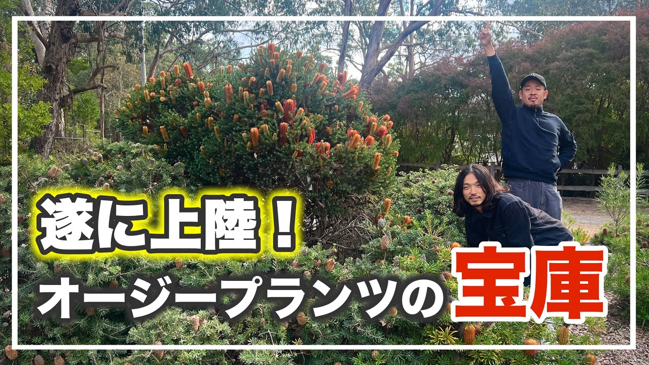 全てが規格外！オーストラリアに初上陸！【オージープランツ】