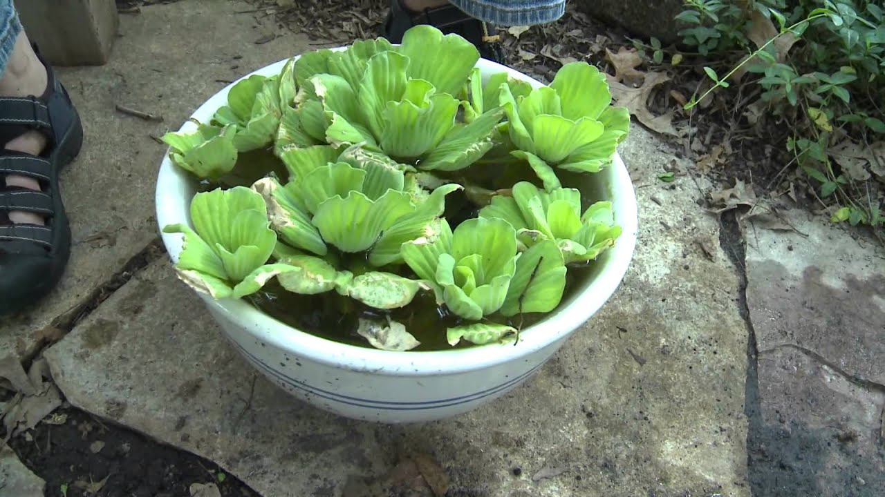 container water garden diy container water garden youtube container water garden diy container water garden youtube