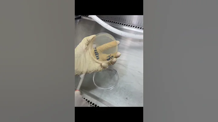 Streaking method for antibiotic susceptibility testing (AST) using swab technique. #Microbiology thumbnail