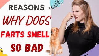 Why Do My Dogs Farts Smell So Bad (Reasons Explained)