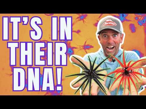 Why Fish Can’t Resist The Berkley ‘Moeba | My #1 Rigging Method