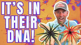 Why Fish Can’t Resist The Berkley ‘Moeba | My #1 Rigging Method